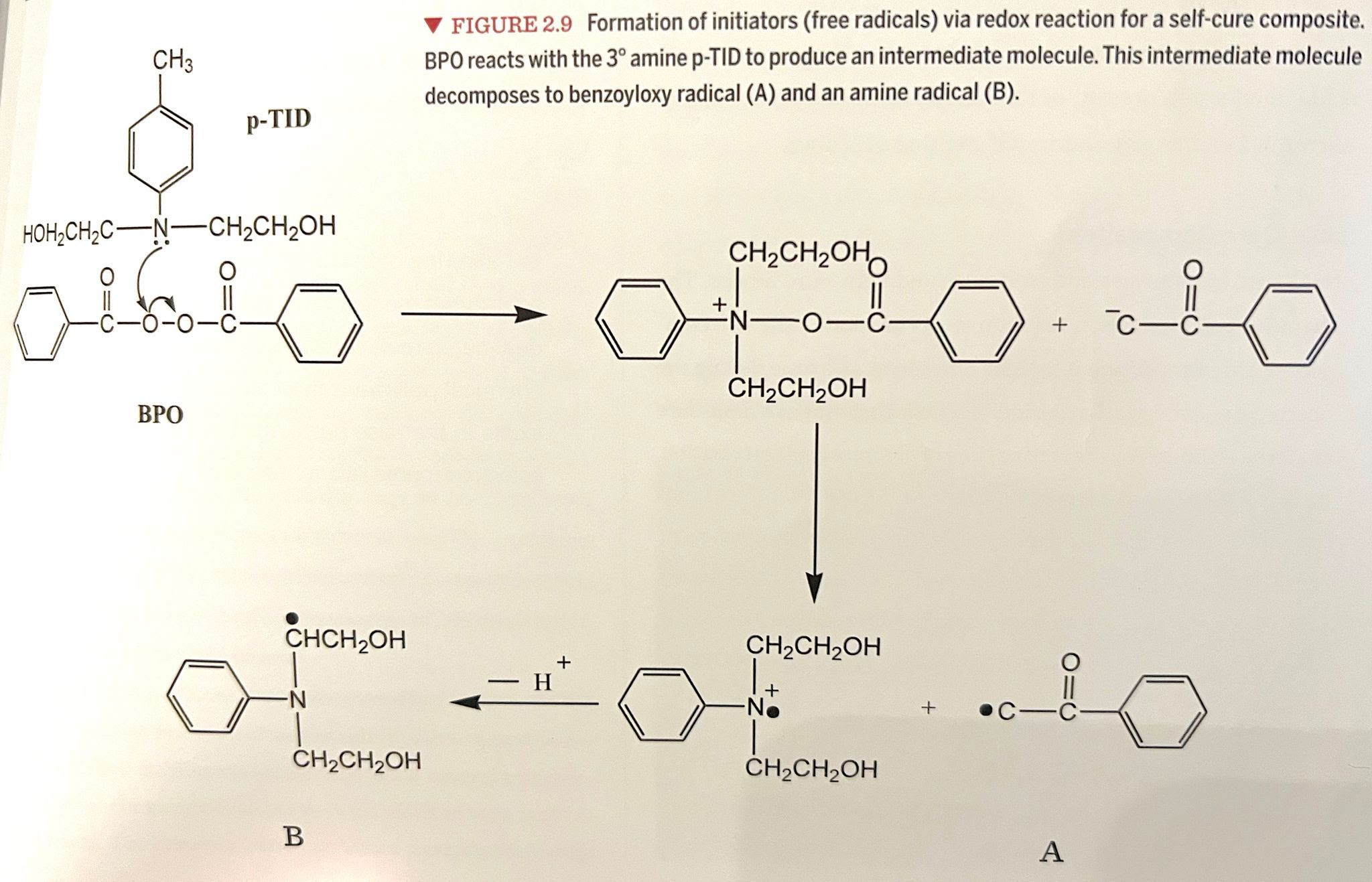 Light Cure vs Dual Cure Composites Showit Blog